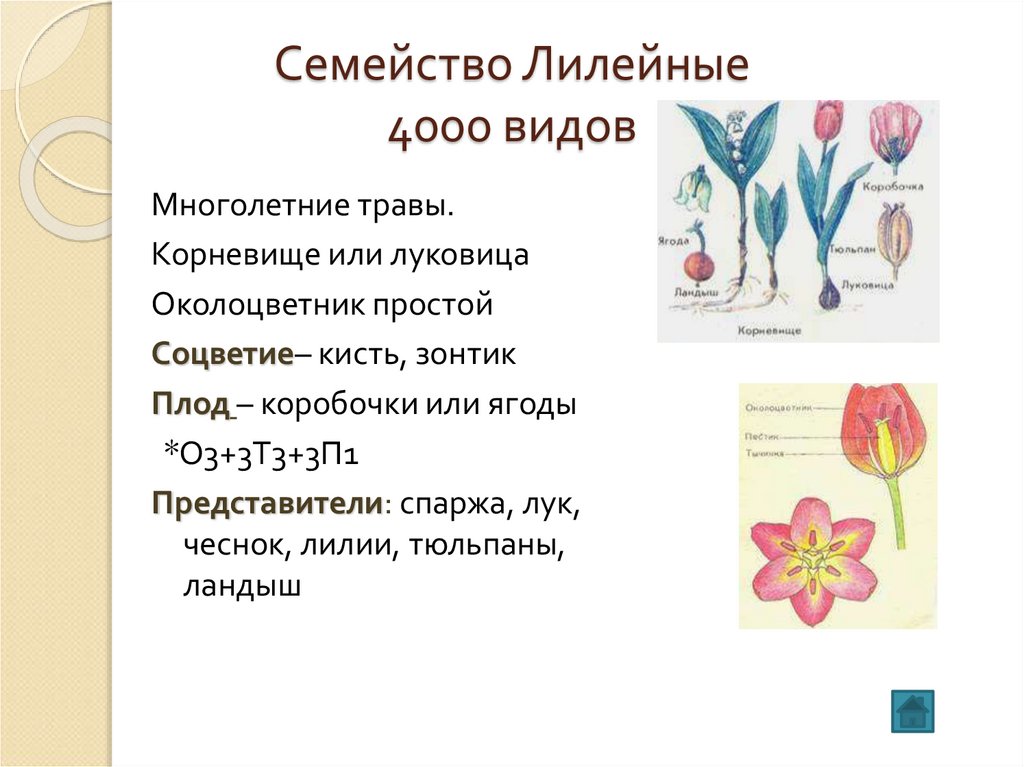 Тип листа лилии. Семейство Лилейные по биологии 6 класс. Строение листьев семейства Лилейные. Малая энциклопедия о растениях семейства лилейных. Формула цветка лилейных 6 класс биология.