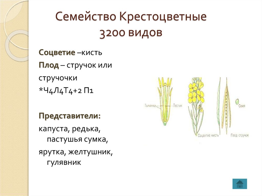 Количество крестоцветных растений