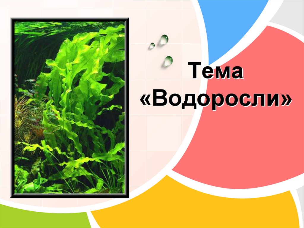 Контрольная водоросли. Водоросли презентация. Тема водоросли 5 класс. Жизнедеятельность водорослей. Проект про водоросли.