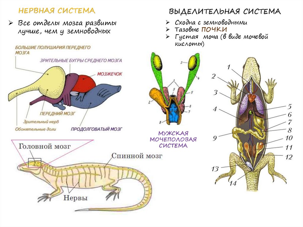 Дыхание рептилий и амфибий. Нервная система рептилий схема. Дыхательная система пресмыкающихся 7 класс. Дыхательная система пресмыкающихся 7 класс биология. Дыхательная система пресмыкающихся схема.