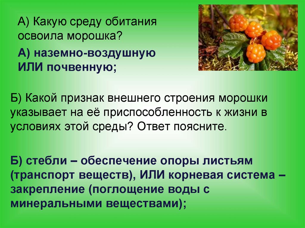 Растения и среда обитания сообщение 7 класс. Растения и среда обитания сообщение 7 класс