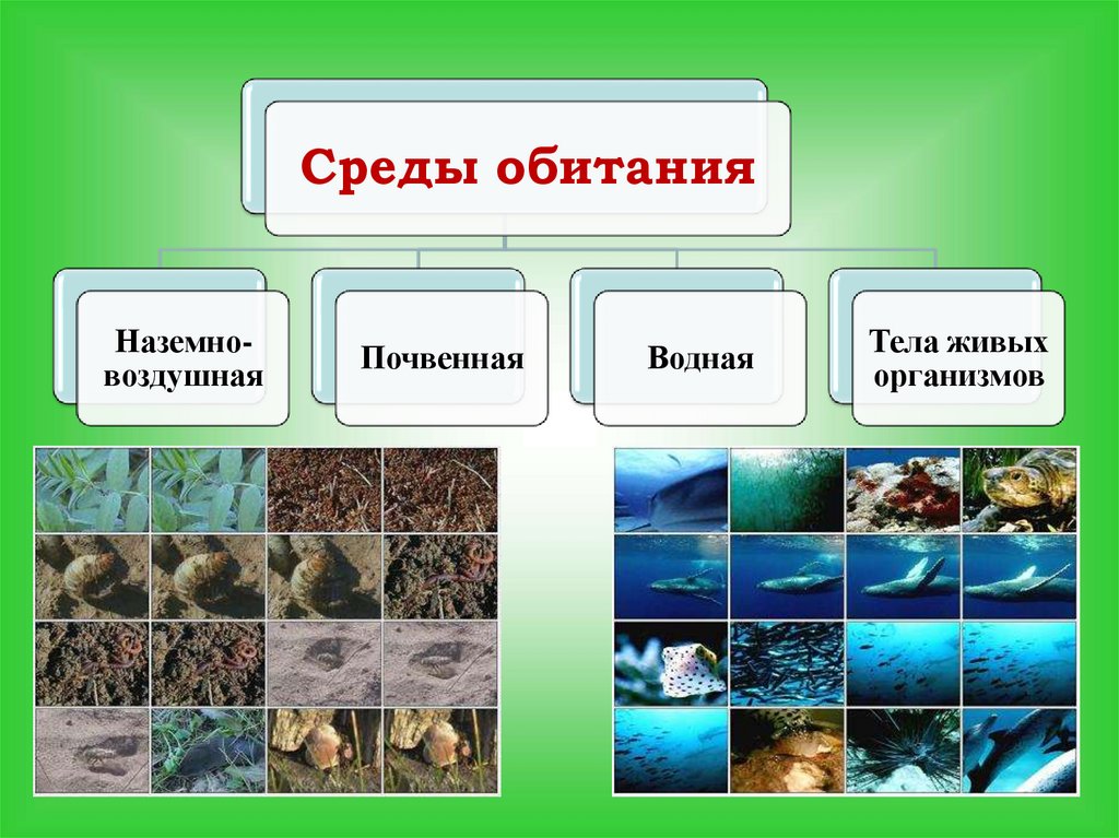 Презентация три среды обитания биология 5 класс презентация