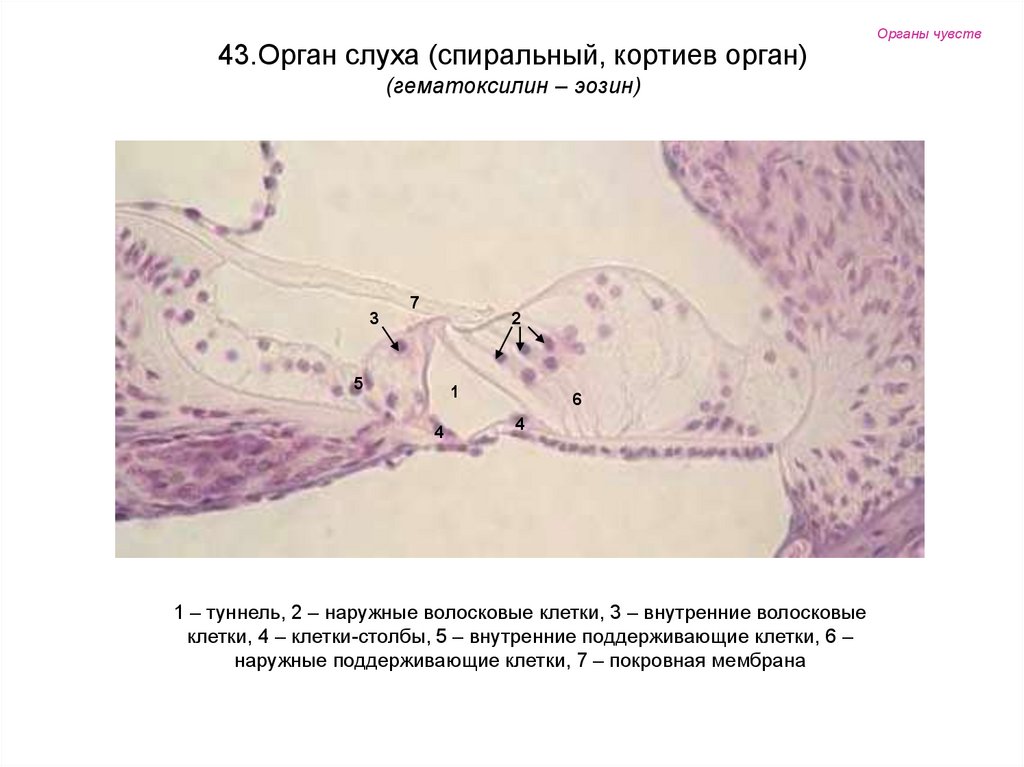 Органы чувств гистология рисунки