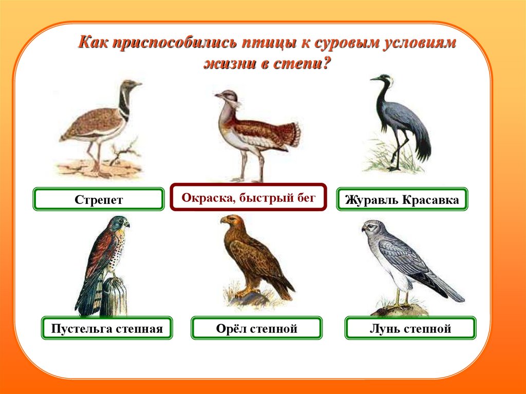 Как животные приспособились к жизни в степях. Как приспосабливаются птицы. Как птицы приспособились к жизни. К степным птицам относятся. Кто относится к степным птицам.