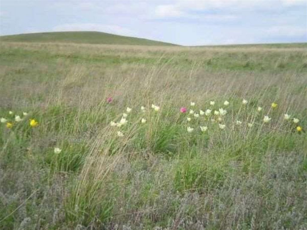 Иссушенные степи. Реки Степной зоны. Фото природы Оренбургской области в мае. Иссушенные степи как пишется. Воды зоны степей