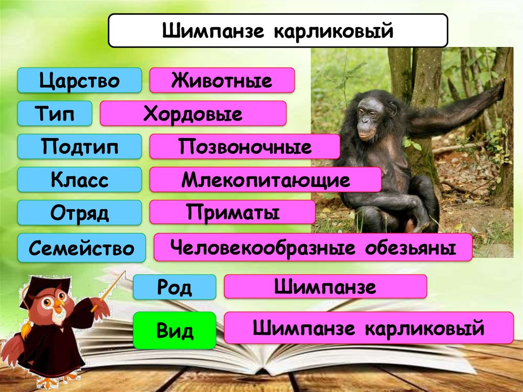 Царство тип подтип человека. Классификация шимпанзе. Систематика шимпанзе. Систематика животных шимпанзе. Царство Тип класс отряд вид.