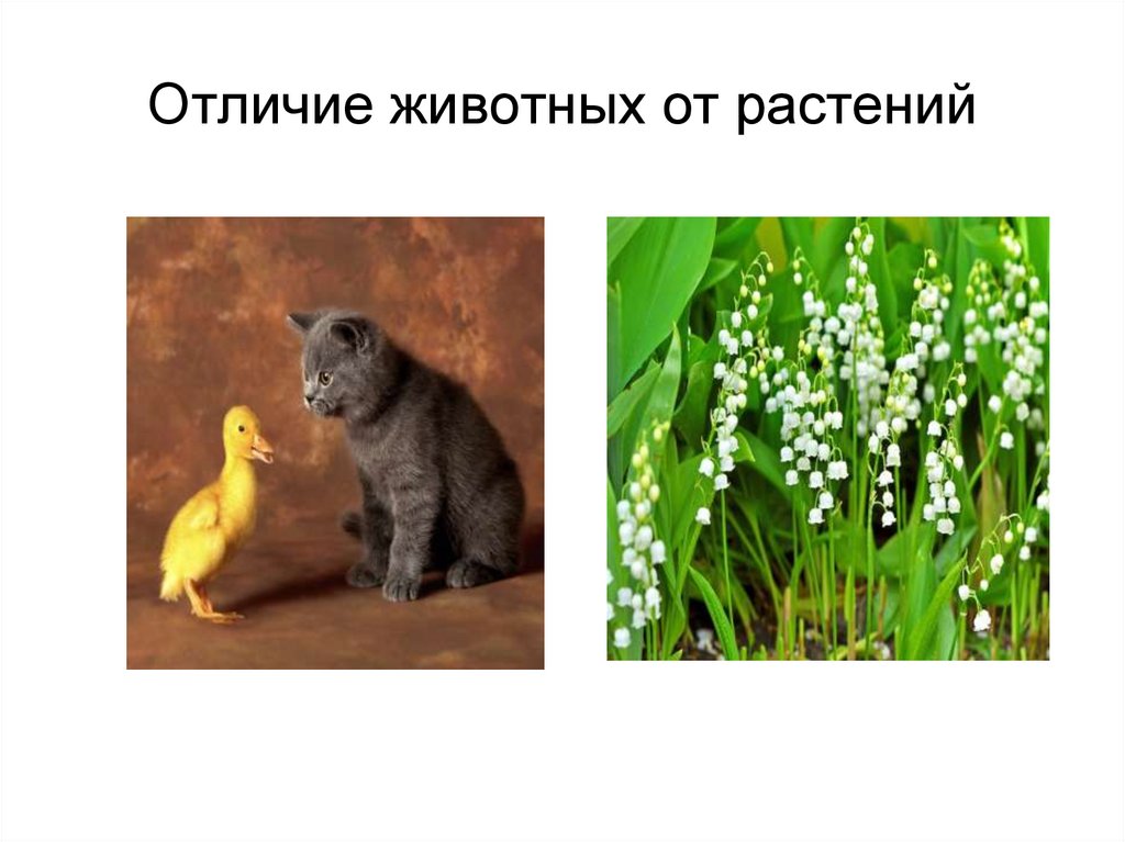 Чем отличаются животные от растений 5 класс. Растения и животные различия. Животные отличаются от растений. Отличие животных. Различие растение и животное.