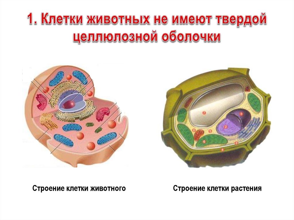 Растения имеют клеточную оболочку. Целлюлозная клеточная оболочка растительная клетка. Клетка животных. Животная клетка. Строение клетки животных.