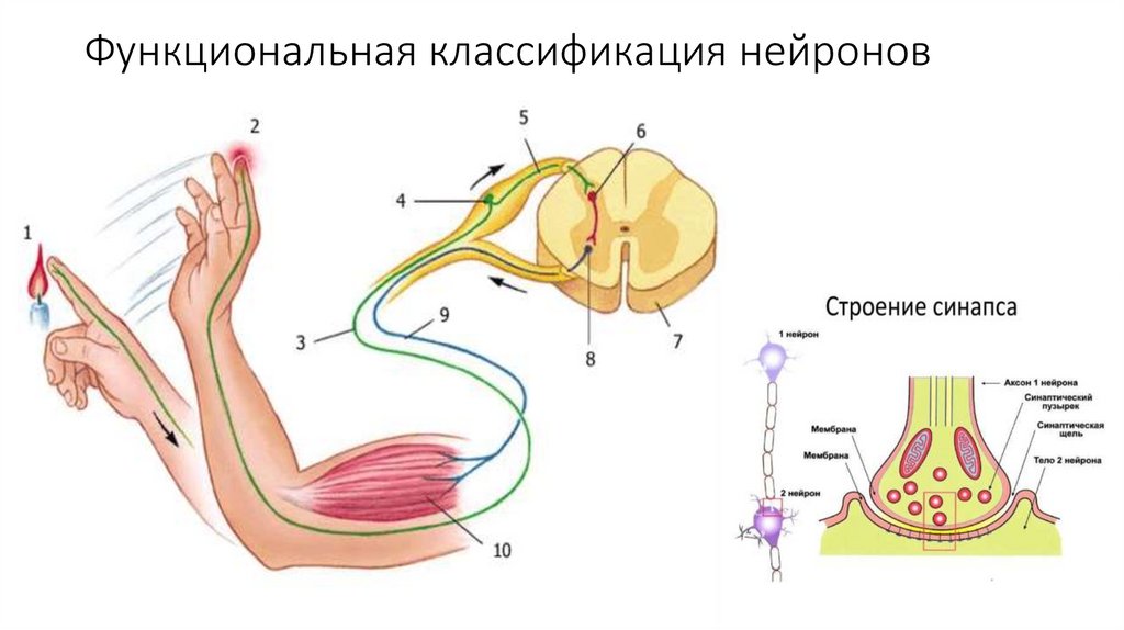 Рефлекторная дуга начинается с