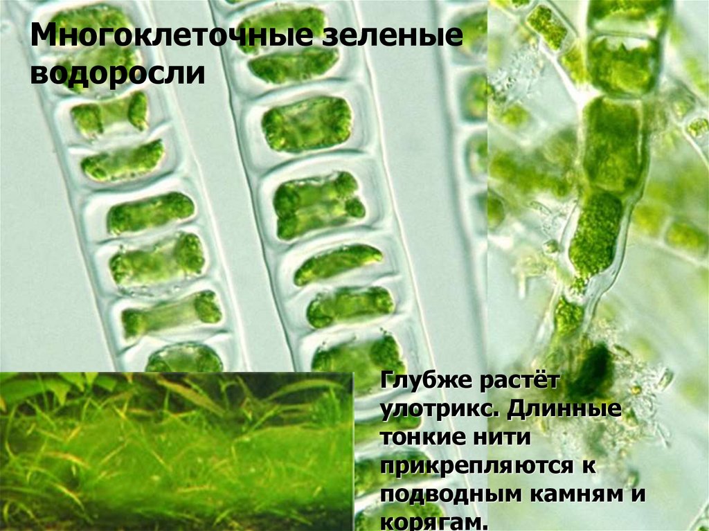 Улотрикс относится к водорослям. Многоклеточные зеленые водоросли улотрикс. Улотрикс на камнях. Улотрикс систематика. Улотрикс строение.