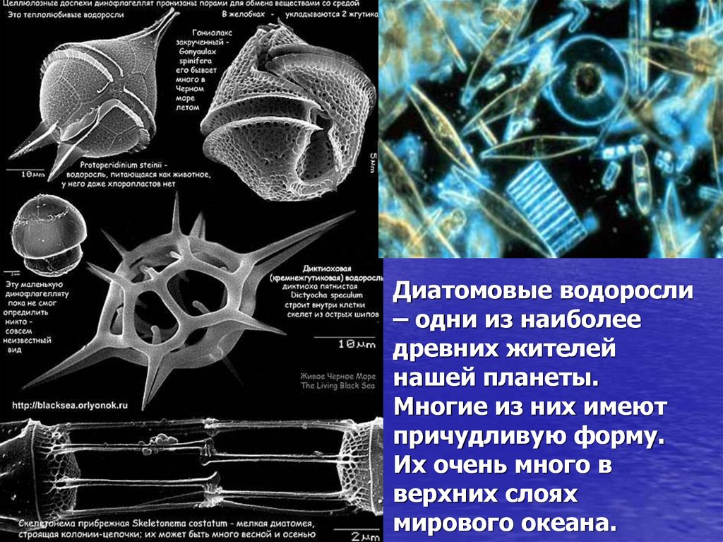 Диатомовые водоросли презентация