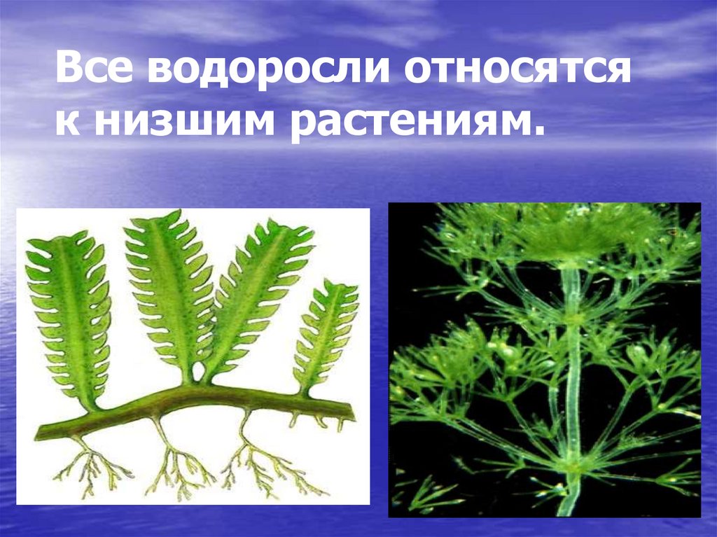 Водоросли являются низшими. Водоросли относятся к низшим растениям. Многоклеточные водоросли относят к. К многоклеточным водорослям относятся. Низшие растения.