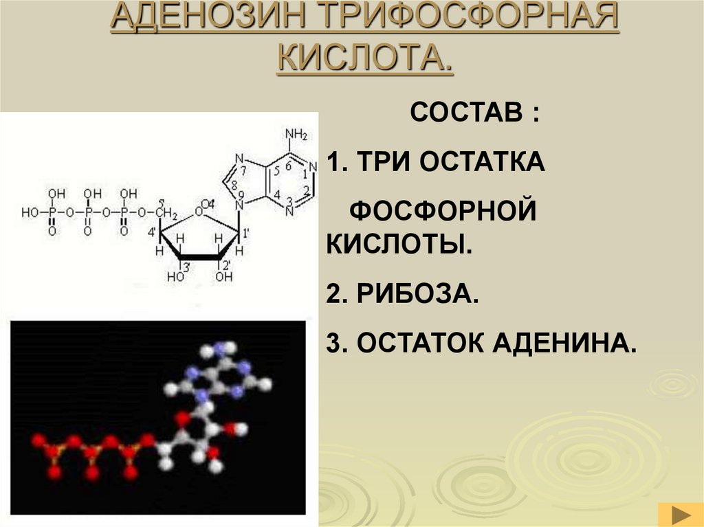 Состав аденозина отражается схемой