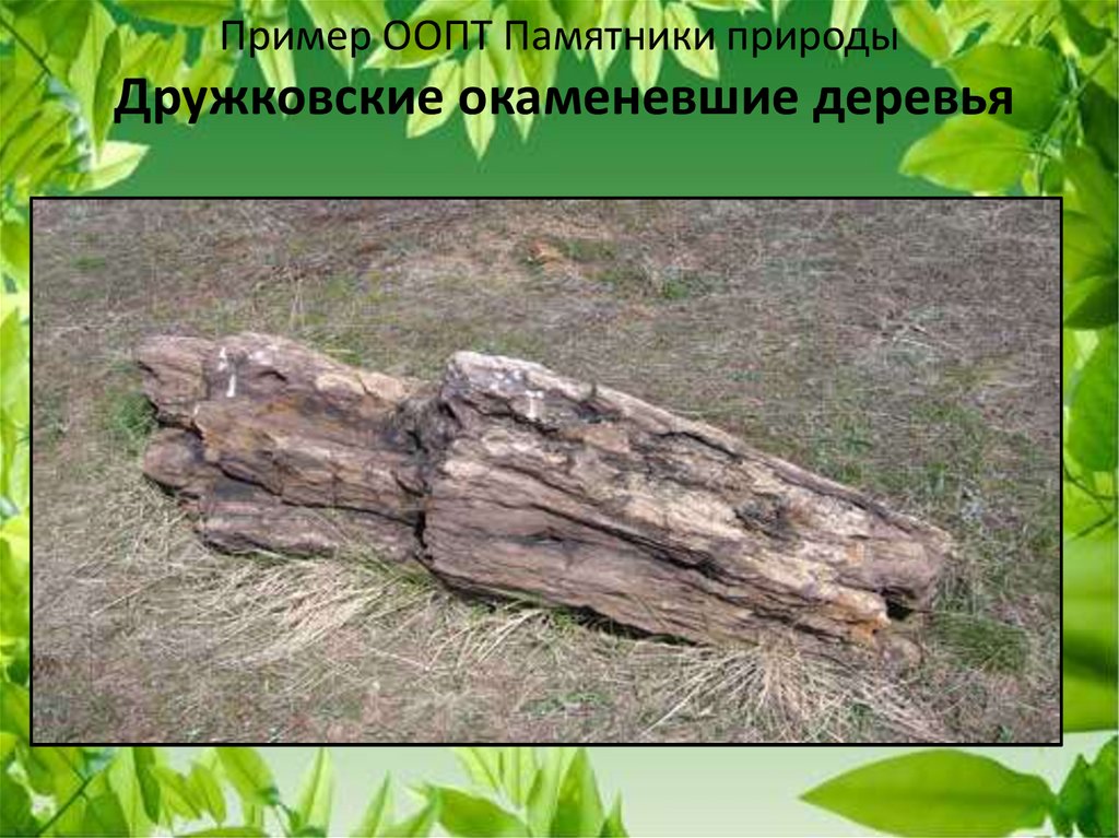 Пример ООПТ Памятники природы Дружковские окаменевшие деревья