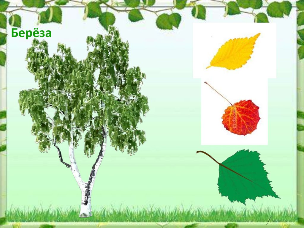 Игра с какого дерева листок. Интерактивная игра с какого дерева листок. Презентация с листиками берез. Береза расположение листьев.