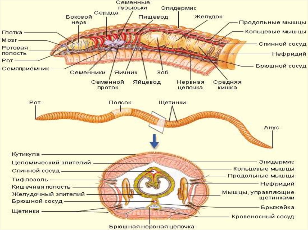 Сегмент дождевого червя. Строение кольчатых червей ЕГЭ. Схема строения кольчатого червя. Внутреннее строение дождевого червя. Кольчатые черви строение.
