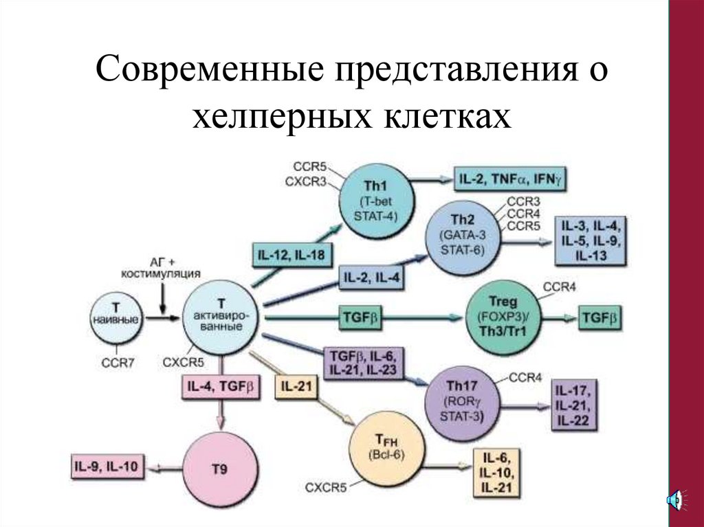 Тесты иммунный ответ