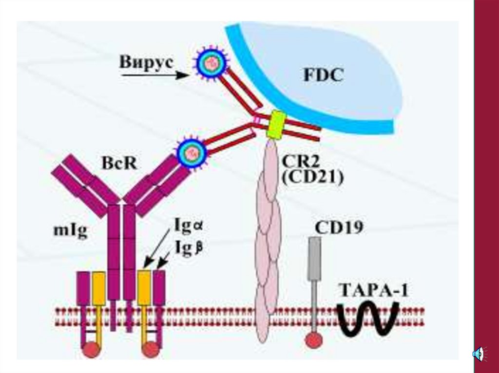 Иммуноглобулин в лимфоциты. Строение BCR рецептора иммунология. Строение BCR рецептора. TCR Рецептор т лимфоцитов. Т клеточный Рецептор иммунология.