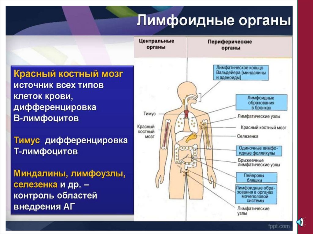 Центральные органы иммунной