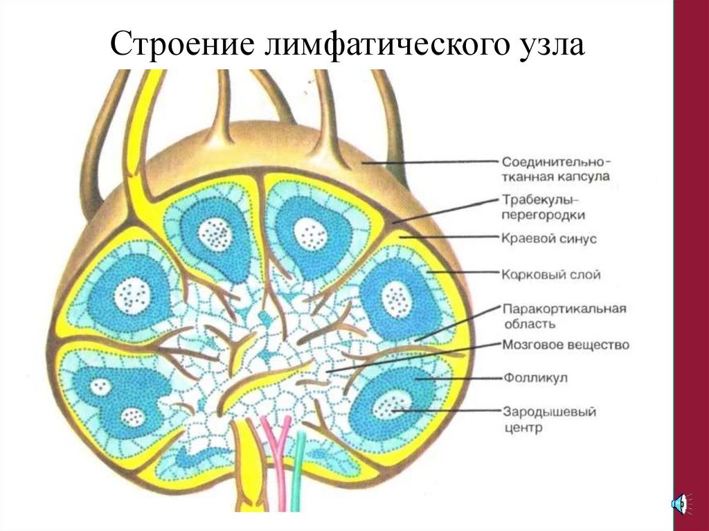 Лимфоузлы структурны. Схема лимфатического узла. Строение синусов лимфатического узла. Строение лимфатического узла анатомия. Лимфатические синусы лимфатического узла.