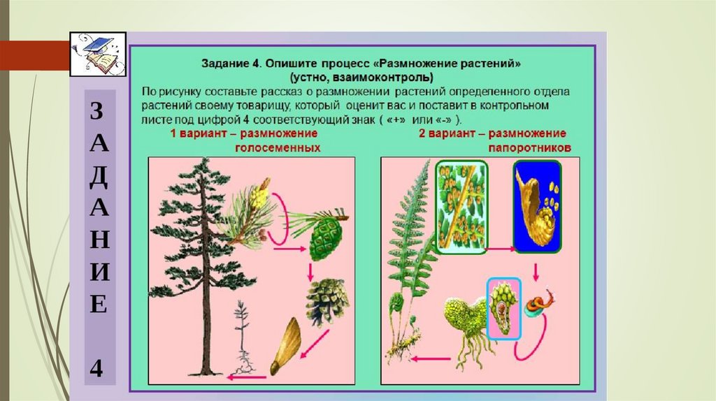 Какие существуют отделы растений. Растения царство растений. Биология царство растений. Царство растений 5 класс. Представители отделов растений.