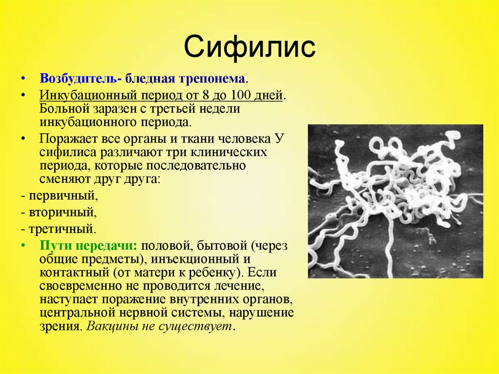 Бледная трепонема treponema pallidum. Сифилис возбудитель симптомы. Циста трепонемы паллидум. Трепонемы микробиология морфология.