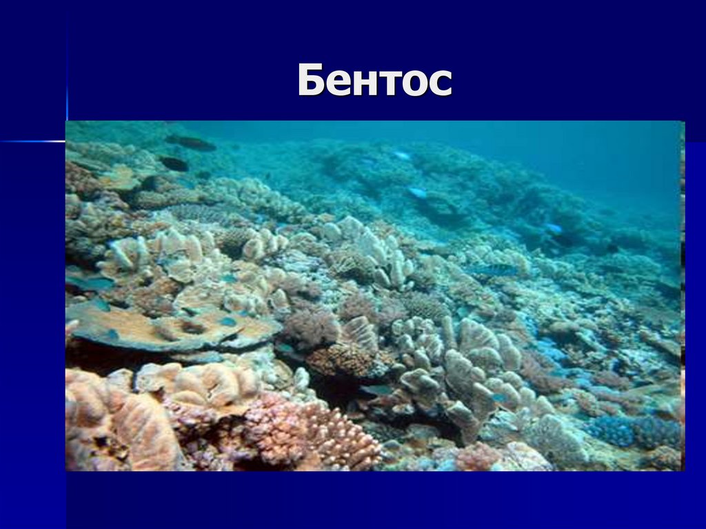 Каковы особенности живых организмов в океане. Нектон и бентос. Планктон Нектон бентос. Бентос планктон Нектон Литораль. Донные организмы океана.