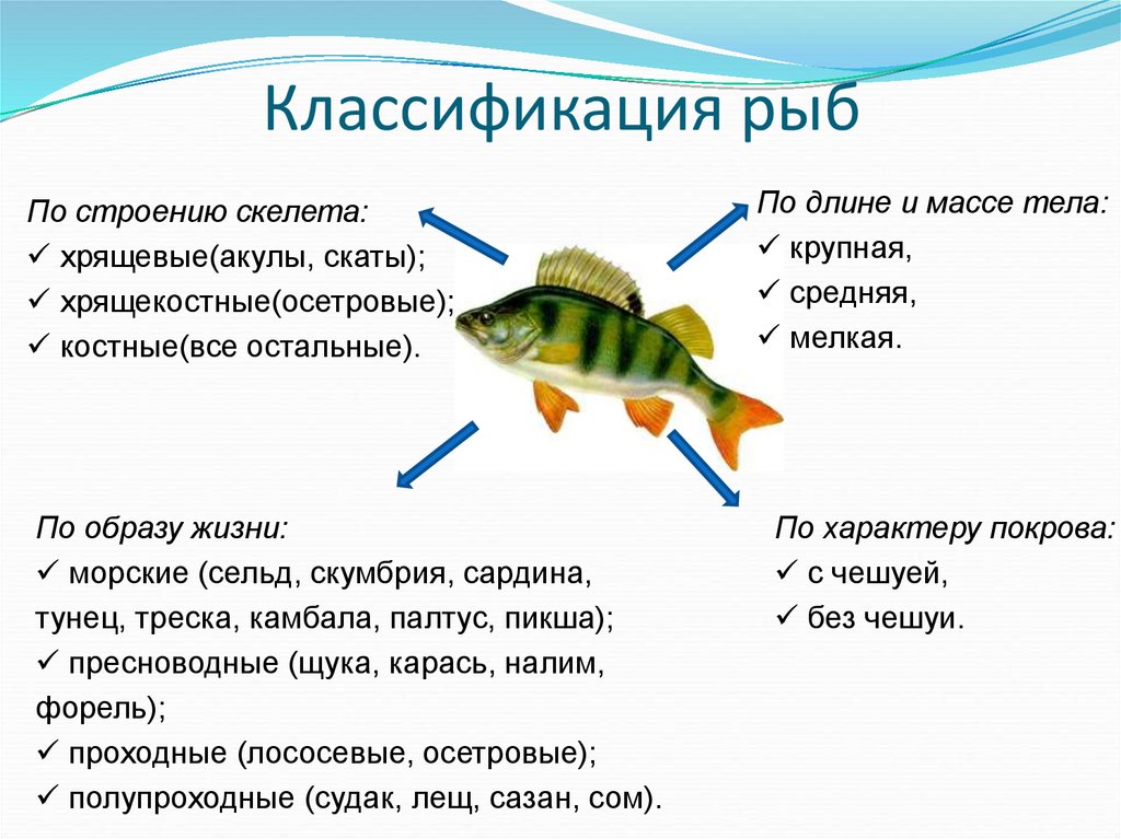 Классификация рыб класс. Классификация рыб. Строение и классификация рыб. Систематика рыб. Классификация рыб схема.