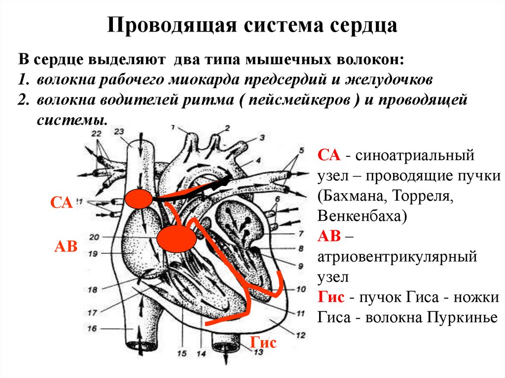 Сердечная система кратко