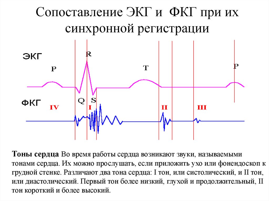 Экг и фкг