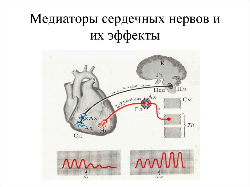 Одна из камер сердечной мышцы