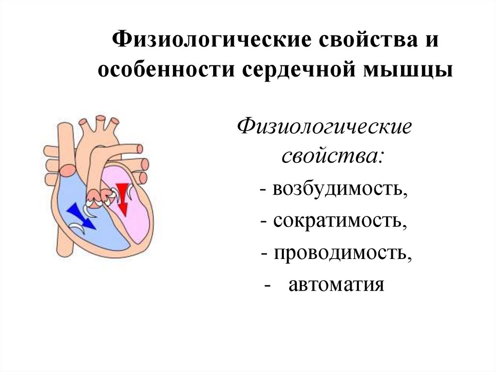 Одна из камер сердечной мышцы