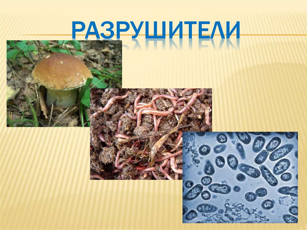 разрушители