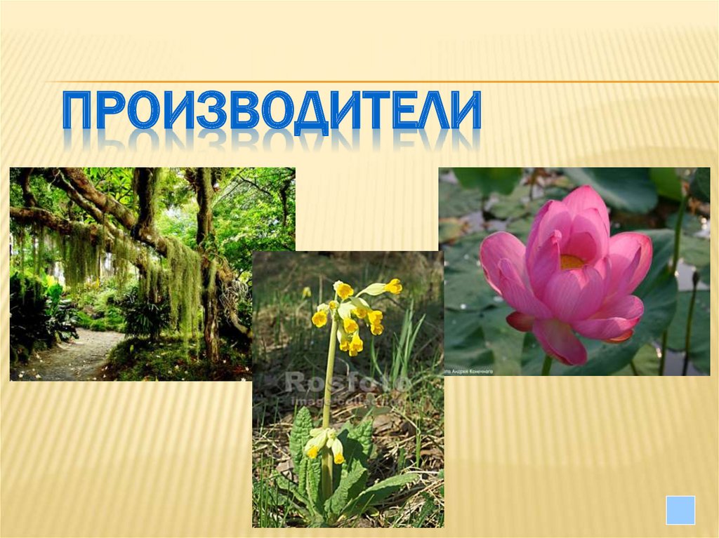 производители