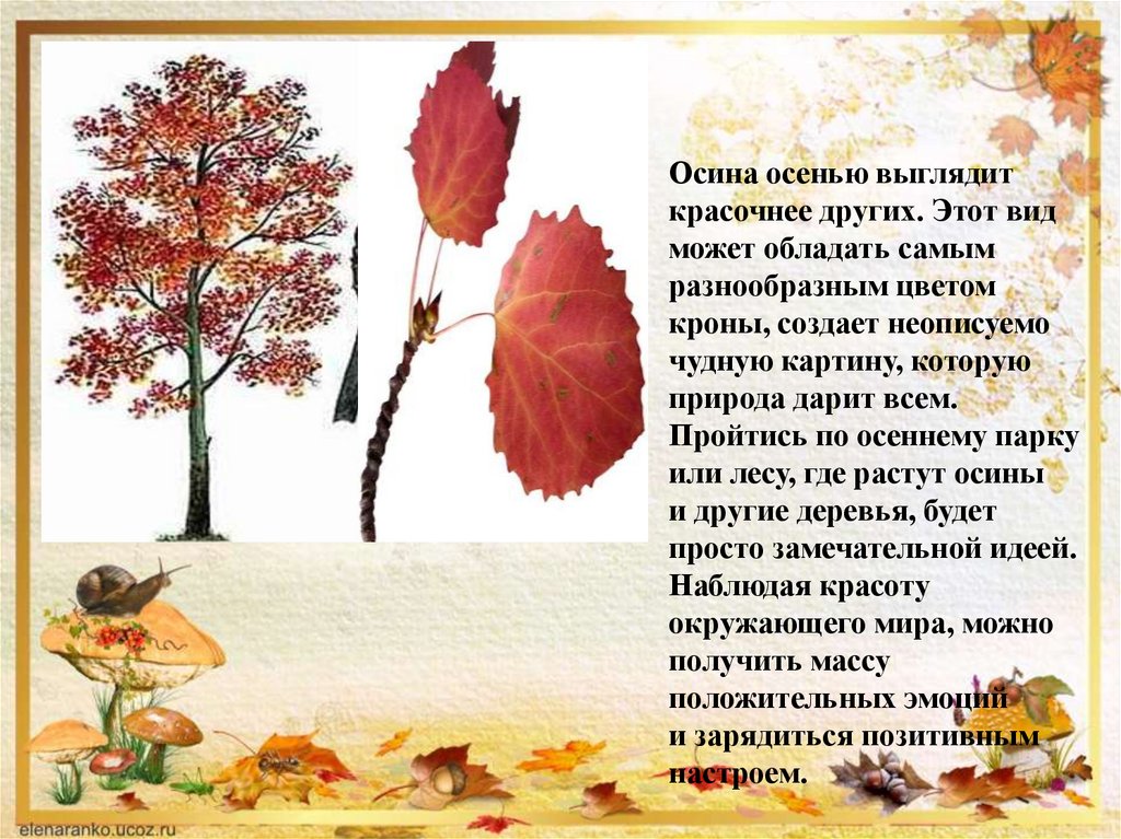 Не повезло осине невесть с каких пор. Осиновый лист осенний. Цвет листьев осины осенью. Цвет осеннего листа осины. Осина дерево листья осенью.