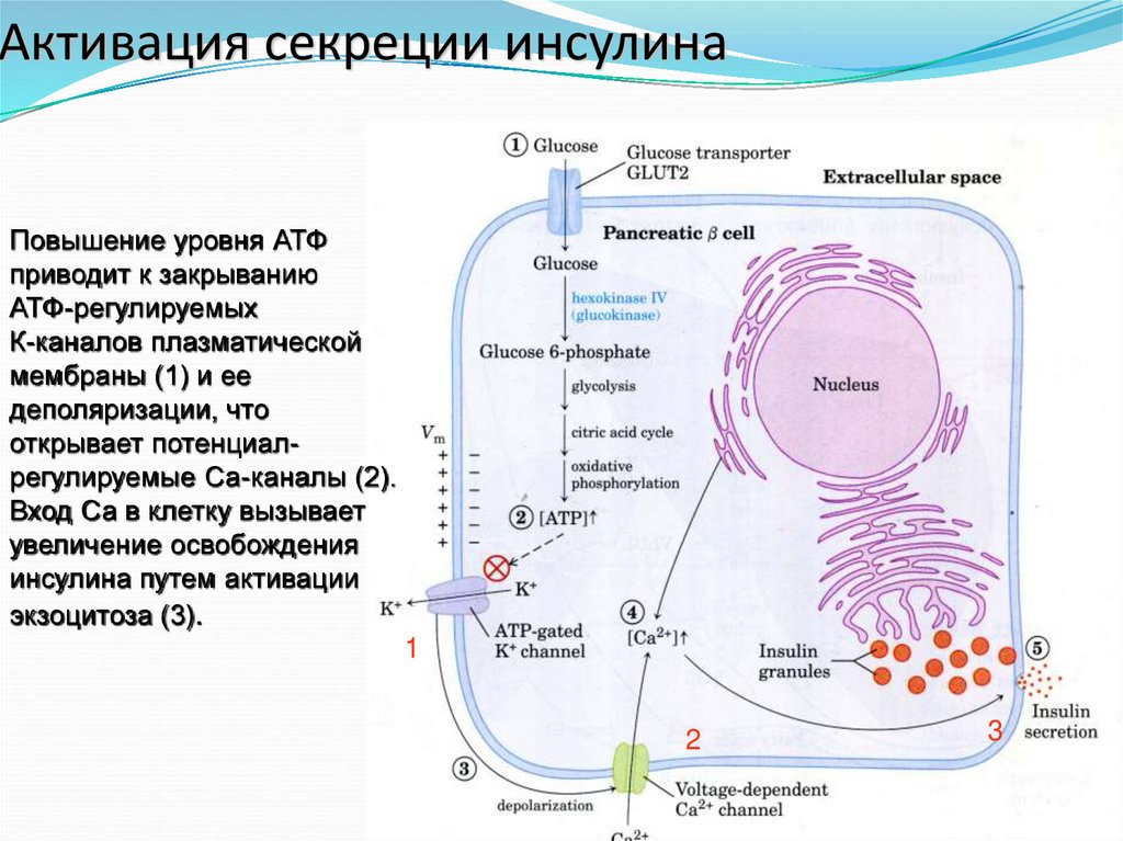 Секреторные б клетки. Схема секреции инсулина. Тип секреции инсулина. Механизм регуляции секреции инсулина. Регуляция секреции инсулина схема.