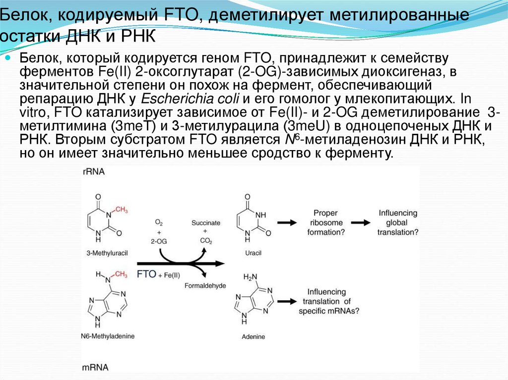 Белок кодируется