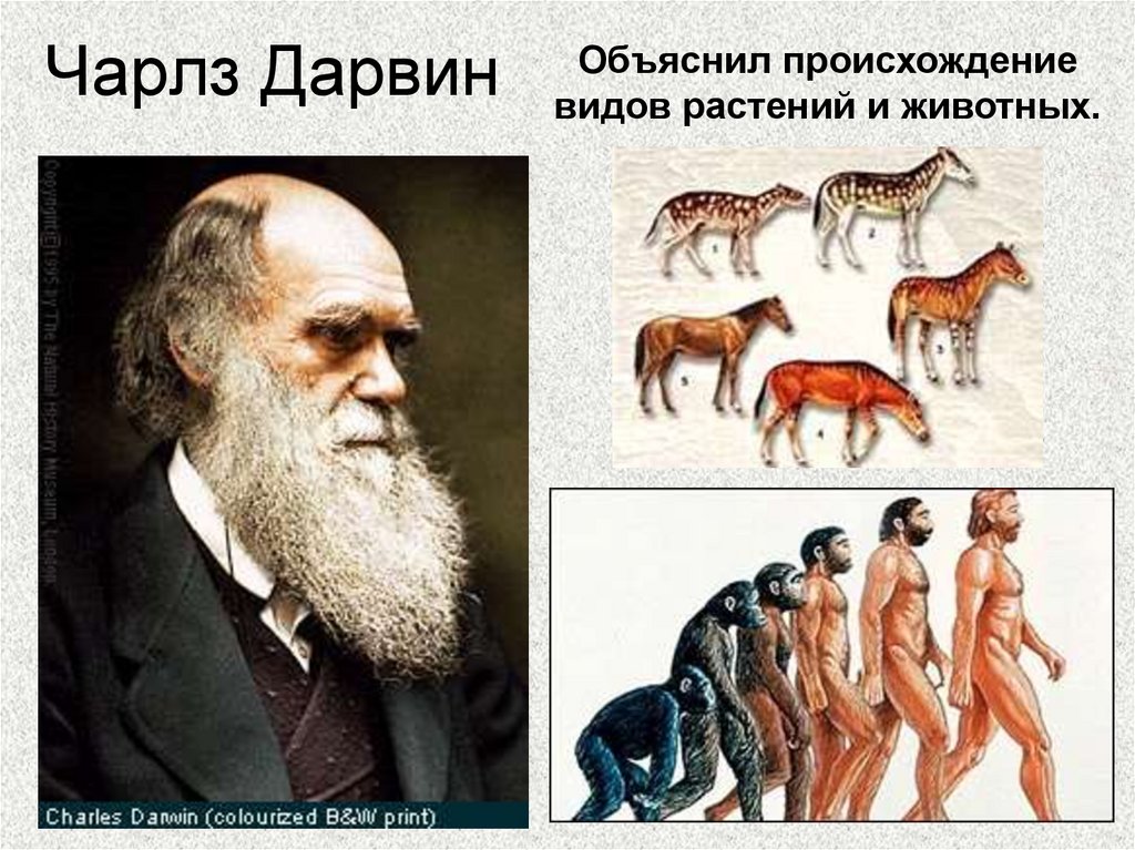 Происходит какой вид. Чарльз Дарвин теория видов. Дарвин происхождение видов. Происхождение видов Чарльз Дарвин. Чарлз о происхождении человека Чарльз Дарвин.