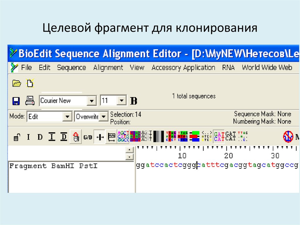 Целевой фрагмент для клонирования