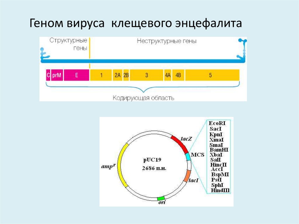 Геном вируса  клещевого энцефалита