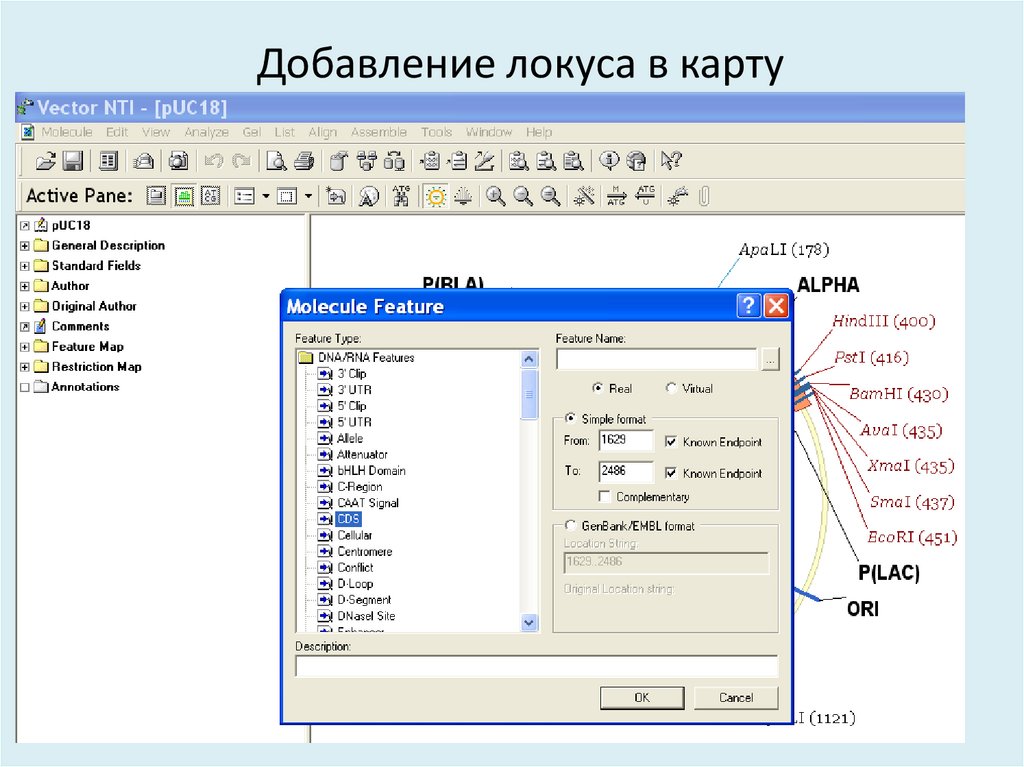 Добавление локуса в карту