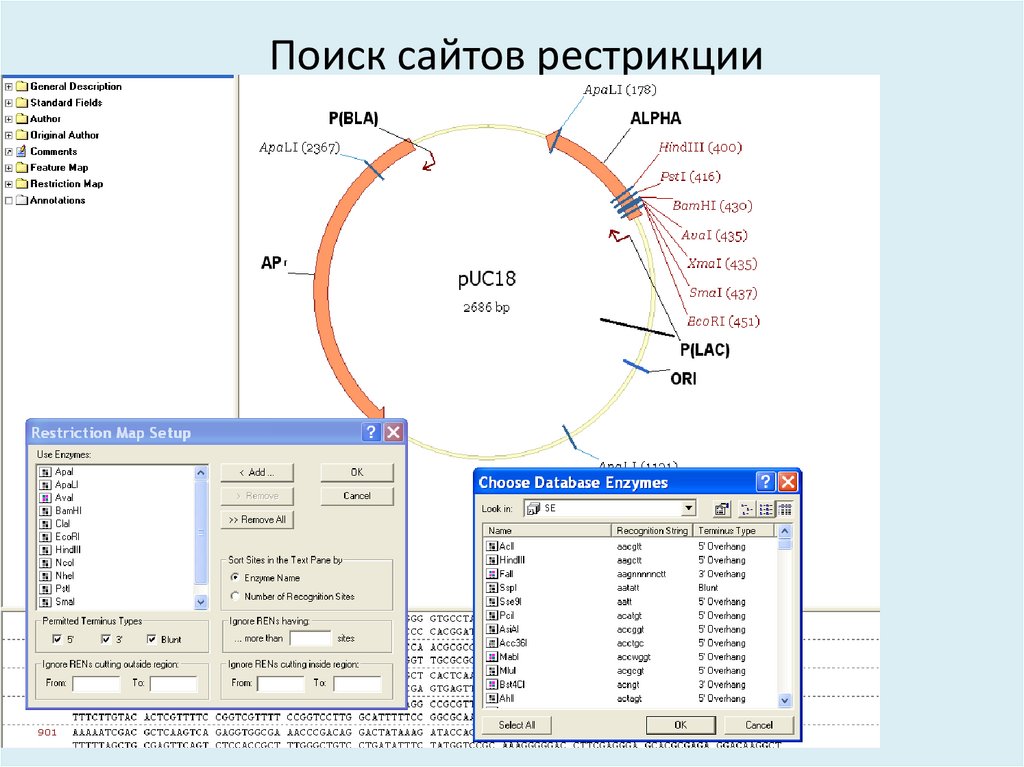Поиск сайтов рестрикции