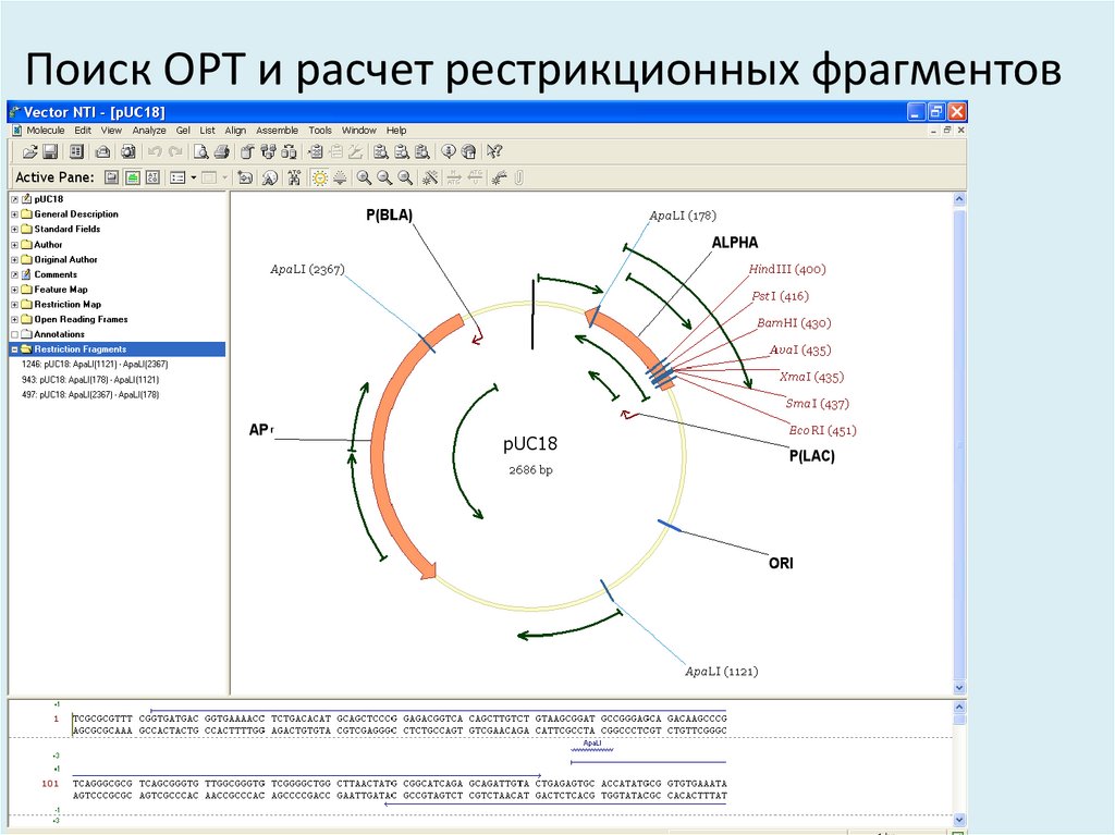 Поиск ОРТ и расчет рестрикционных фрагментов