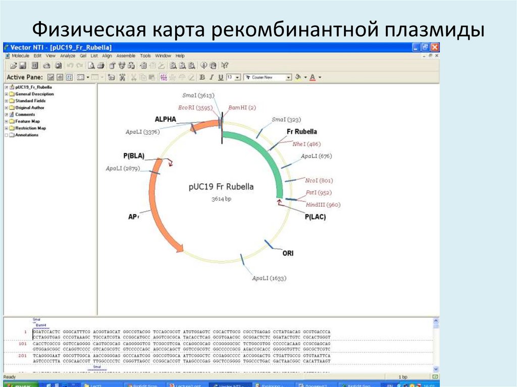 Физическая карта рекомбинантной плазмиды