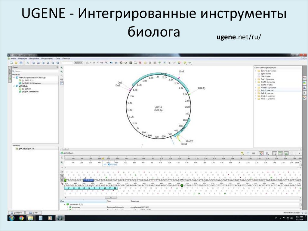 UGENE - Интегрированные инструменты биолога