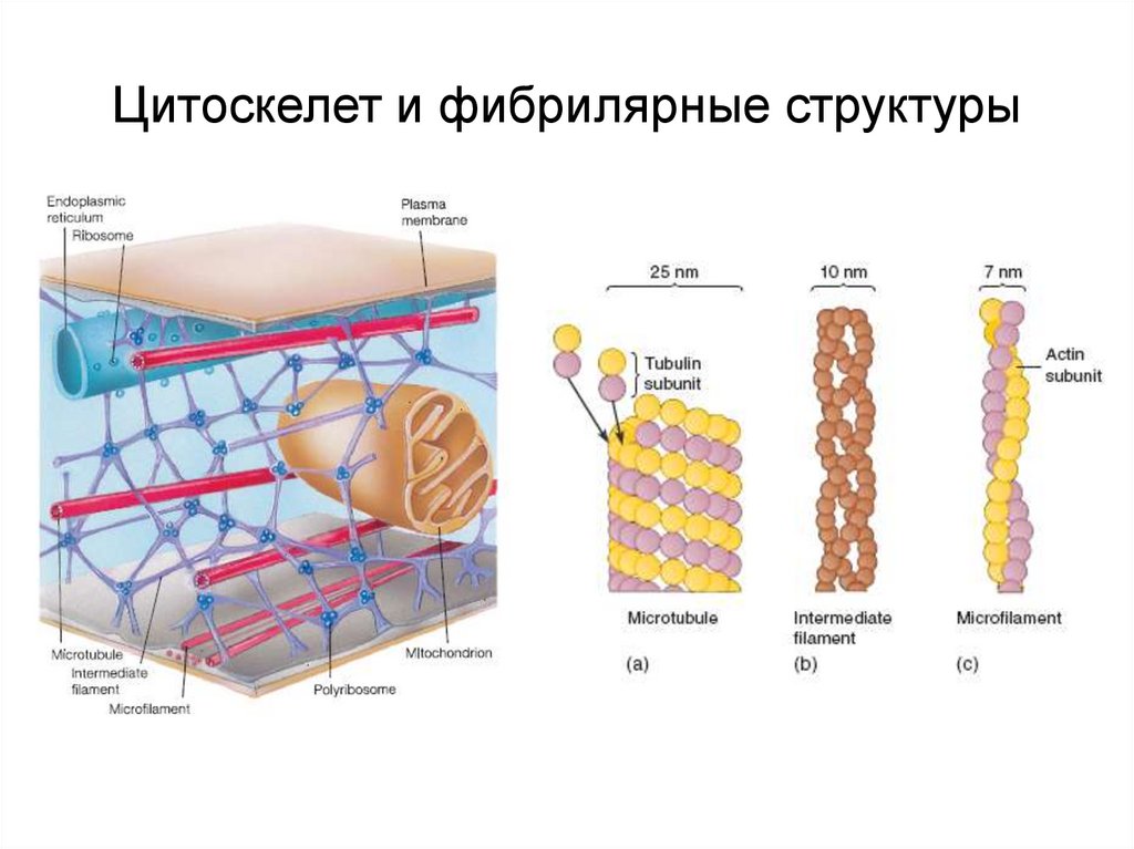 Цитоскелет клетки какой органоид. Строение цитоскелета. Образование нитей цитоскелета. Цитоскелет клетки. Цитоскелет состав.