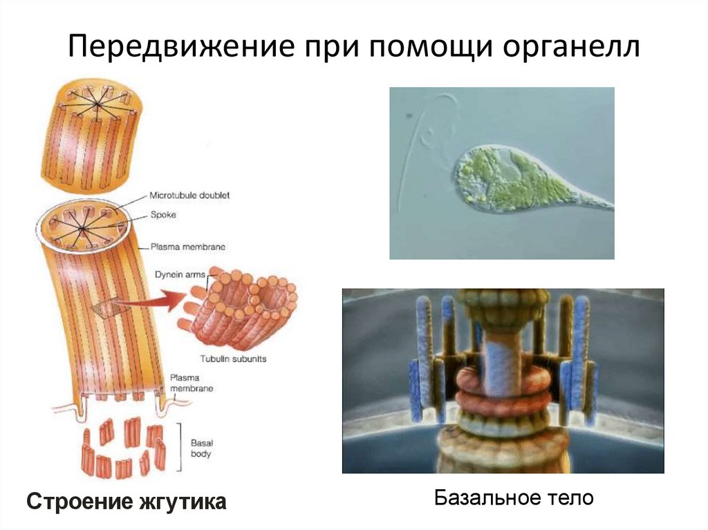 Передвижение при помощи органелл