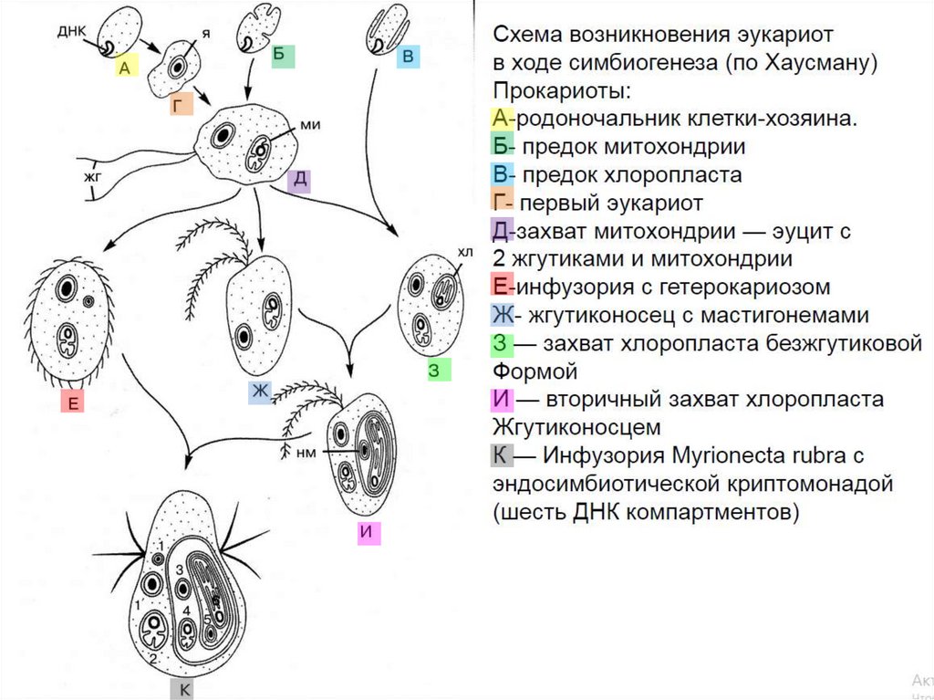Зоология беспозвоночных - online presentation