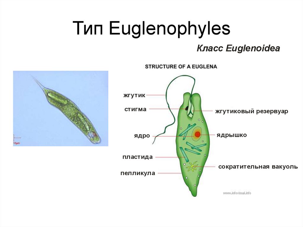 Тип Euglenophyles