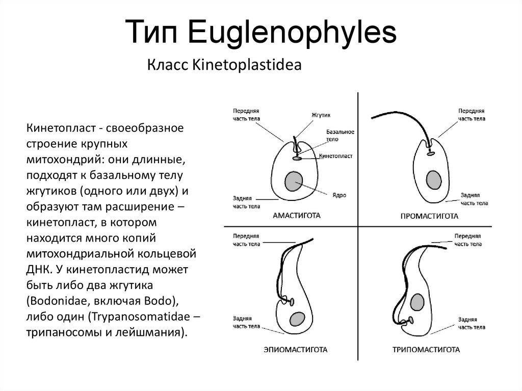 Тип Euglenophyles